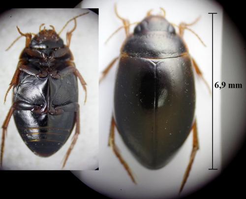 Agabus uliginosus